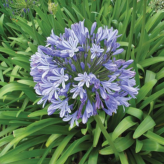 Agapanthus 'Queen Of The Ocean'