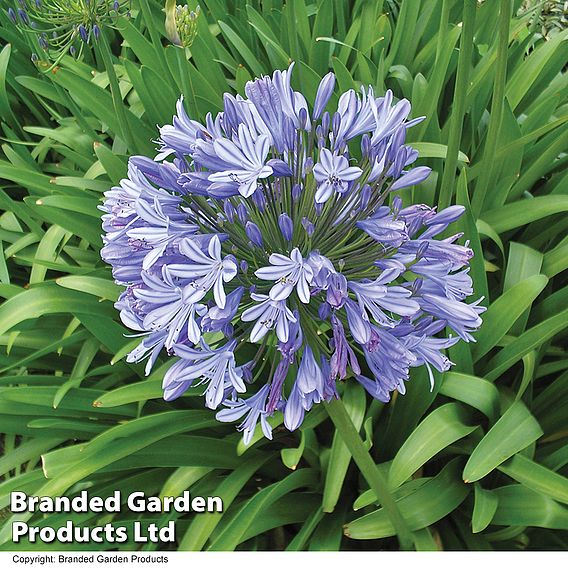 Agapanthus 'Queen Of The Ocean'