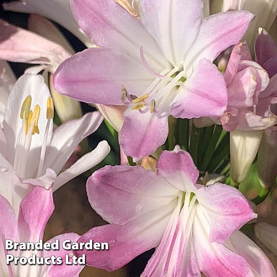 Agapanthus 'Blush Pink'