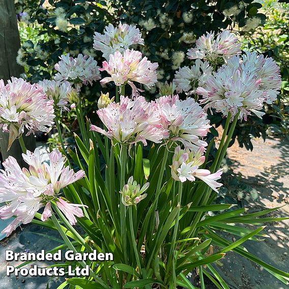 Agapanthus 'Blush Pink'