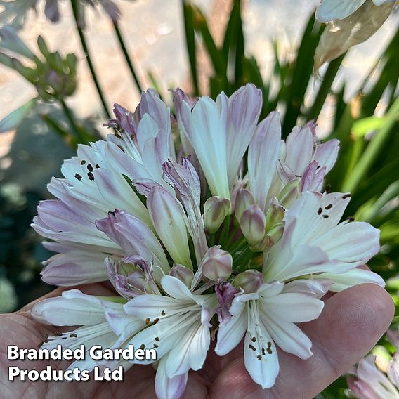 Agapanthus 'Blush Pink'