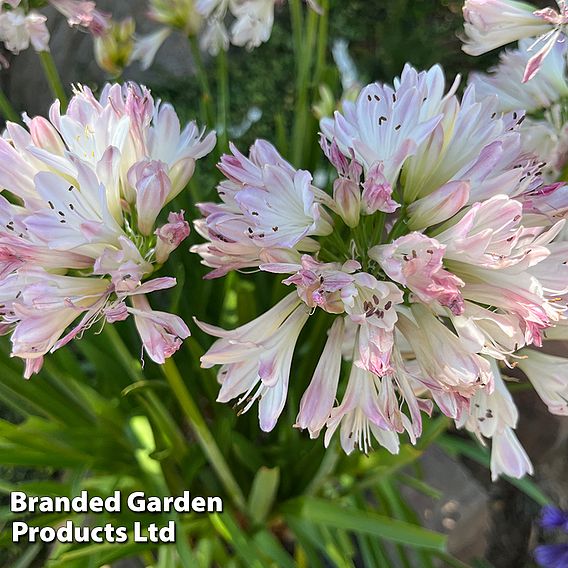 Agapanthus 'Blush Pink'