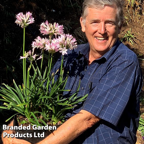 Agapanthus 'Blush Pink'