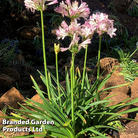 Agapanthus 'Blush Pink'