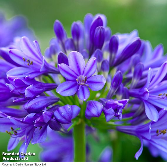 Agapanthus 'Brilliant Blue'