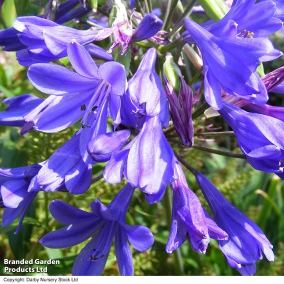 Agapanthus 'Brilliant Blue'