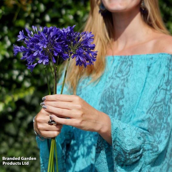 Agapanthus 'Brilliant Blue'