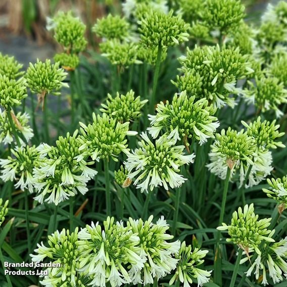 Agapanthus 'Emerald Ice'