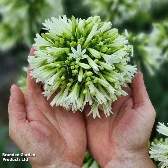 Agapanthus 'Emerald Ice'