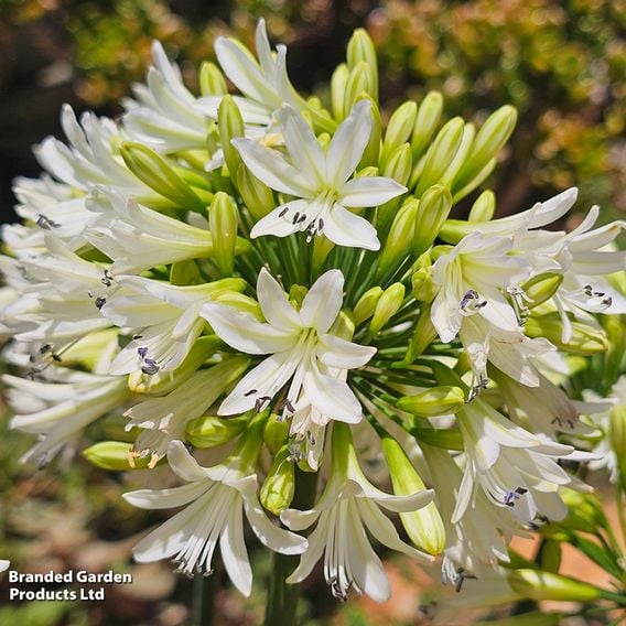 Agapanthus 'Emerald Ice'