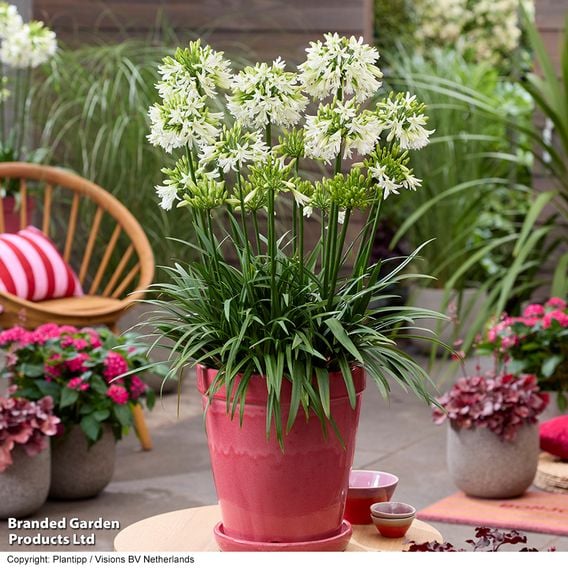 Agapanthus 'Emerald Ice'