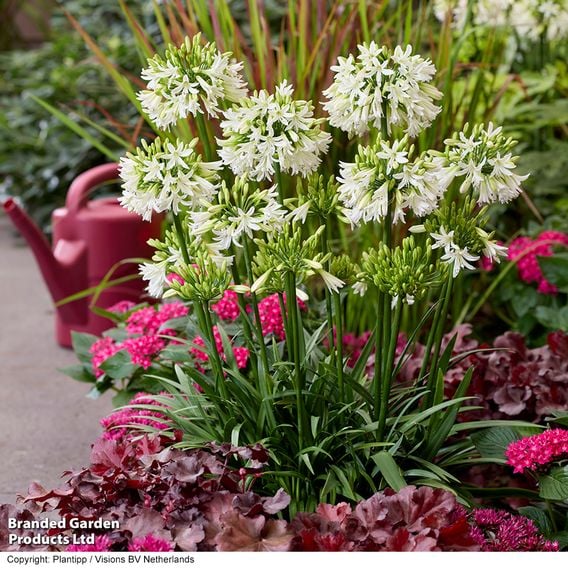 Agapanthus 'Emerald Ice'