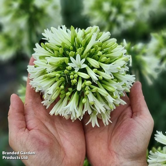 Agapanthus 'Emerald Ice'
