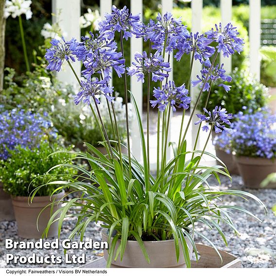 Agapanthus 'Ever Sapphire'