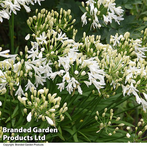 Agapanthus 'Ever White'