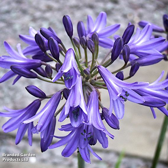 Agapanthus africanus 'His Majesty'