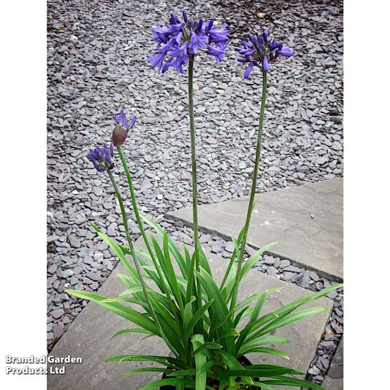 Agapanthus africanus 'His Majesty'