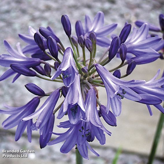 Agapanthus africanus 'His Majesty'