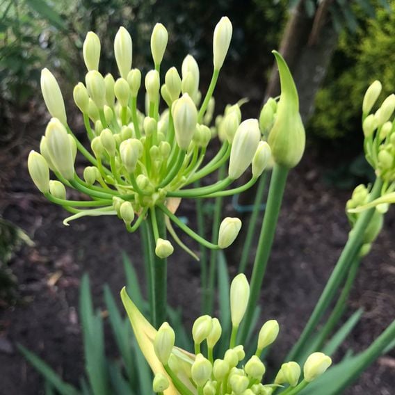 Agapanthus 'Mi Casa'