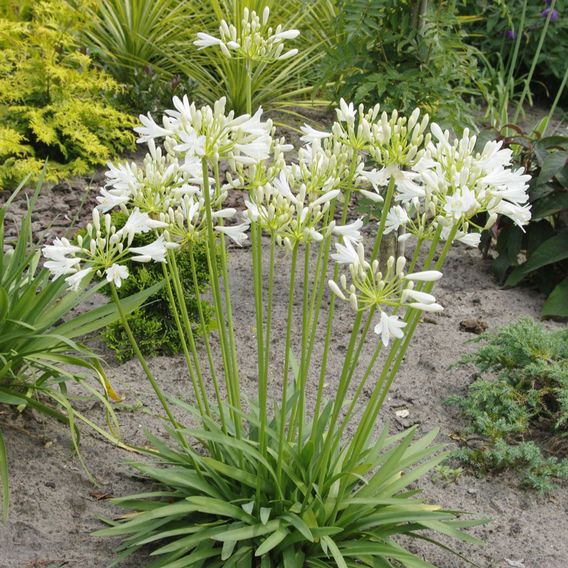 Agapanthus 'Mi Casa'