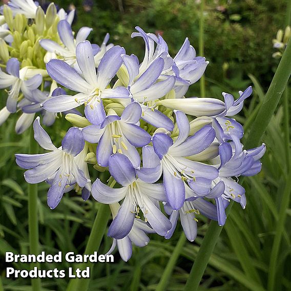 Agapanthus Sea Breeze Suttons agapanthus-sea-breeze-suttons