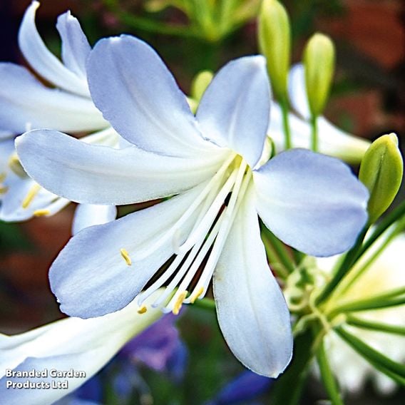 Agapanthus africanus 'Silver Baby'
