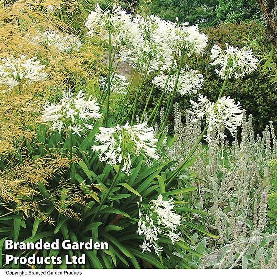 Agapanthus 'Polar Ice'