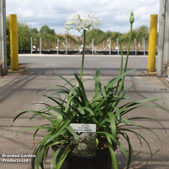 Agapanthus 'Willys White'