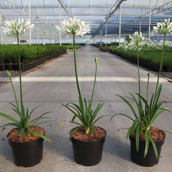 Agapanthus 'Willys White'