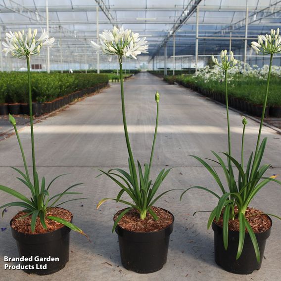 Agapanthus 'Willys White'