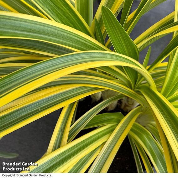 Agapanthus 'Zambezi'
