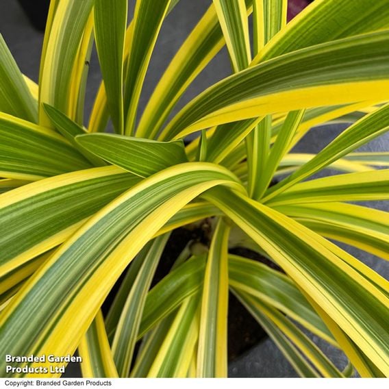 Agapanthus 'Zambezi'