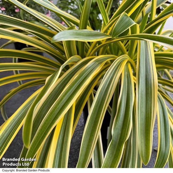 Agapanthus 'Zambezi'