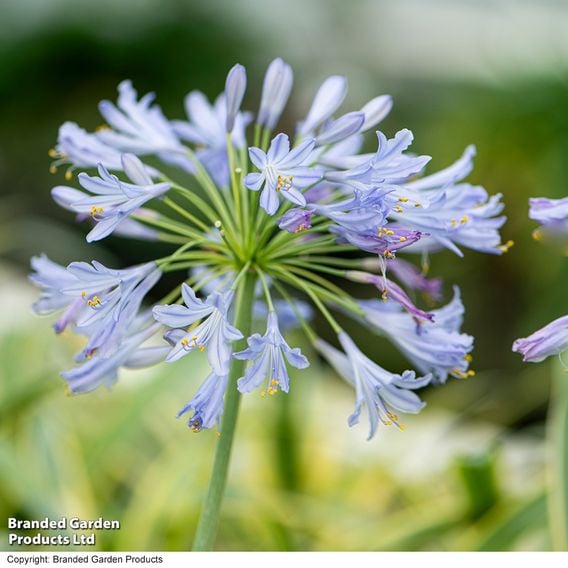 Agapanthus 'Zambezi'