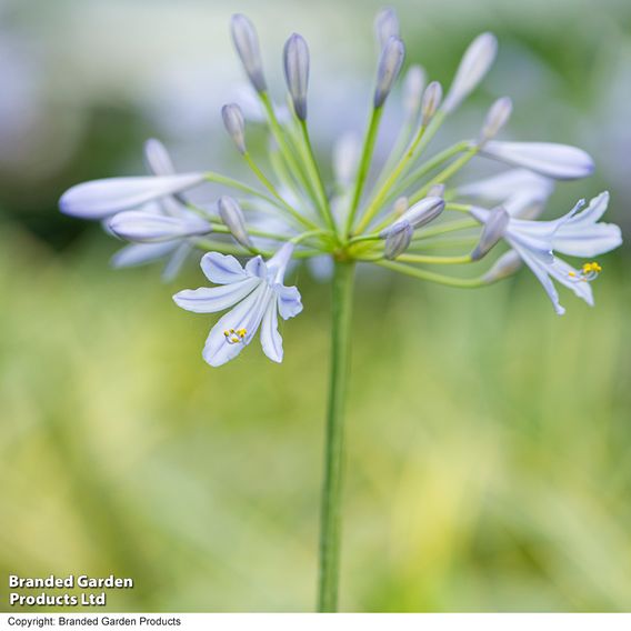 Agapanthus 'Zambezi'