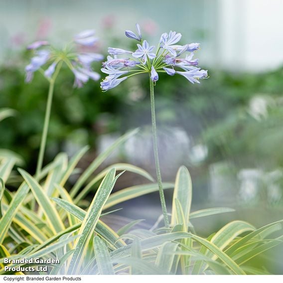 Agapanthus 'Zambezi'