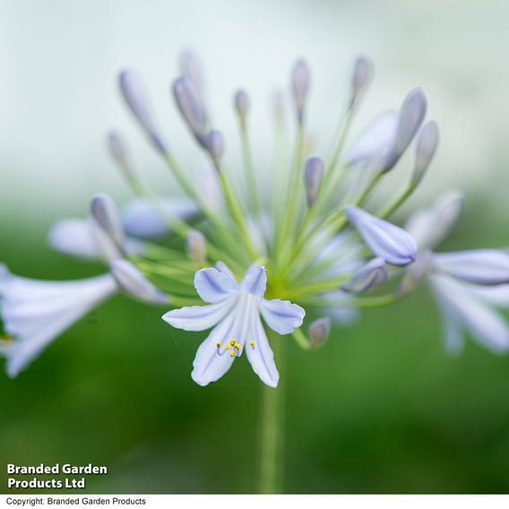 Agapanthus 'Zambezi'