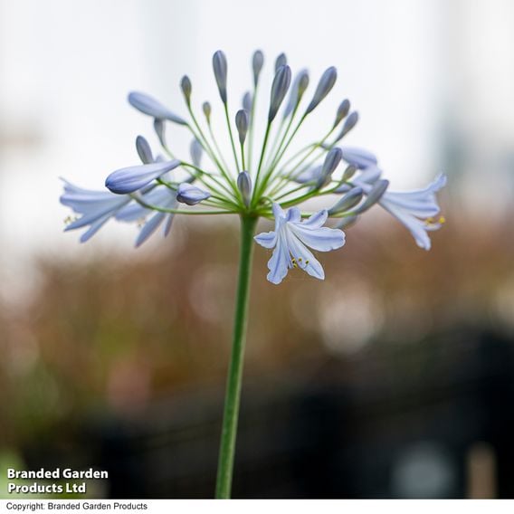 Agapanthus 'Zambezi'