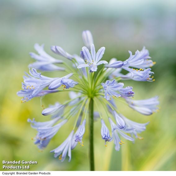 Agapanthus 'Zambezi'
