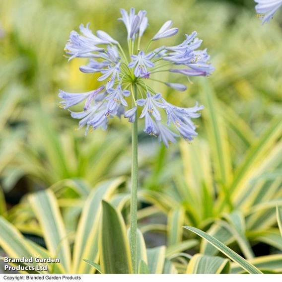 Agapanthus 'Zambezi'