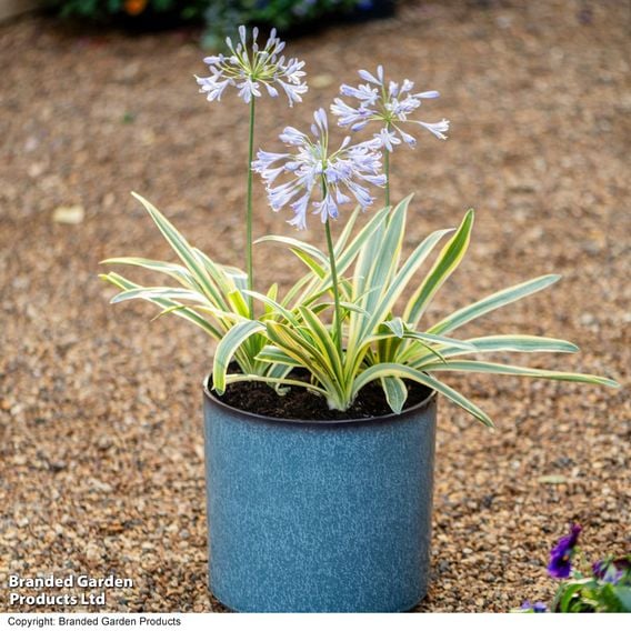 Agapanthus 'Zambezi'
