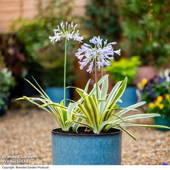 Agapanthus 'Zambezi'