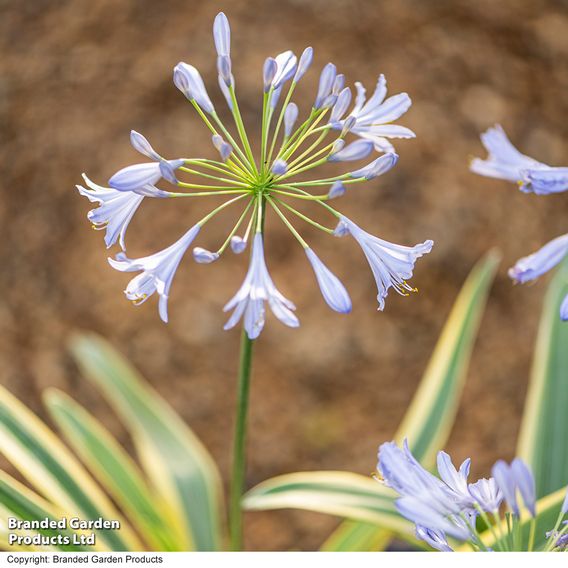 Agapanthus 'Zambezi'