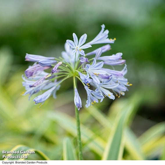 Agapanthus 'Zambezi'