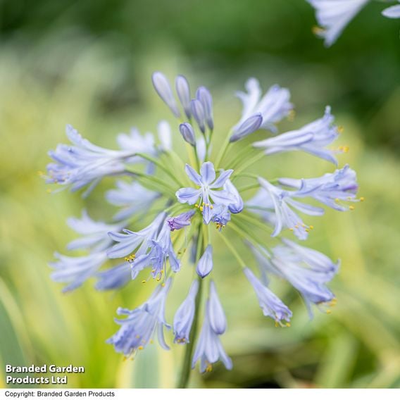 Agapanthus 'Zambezi'