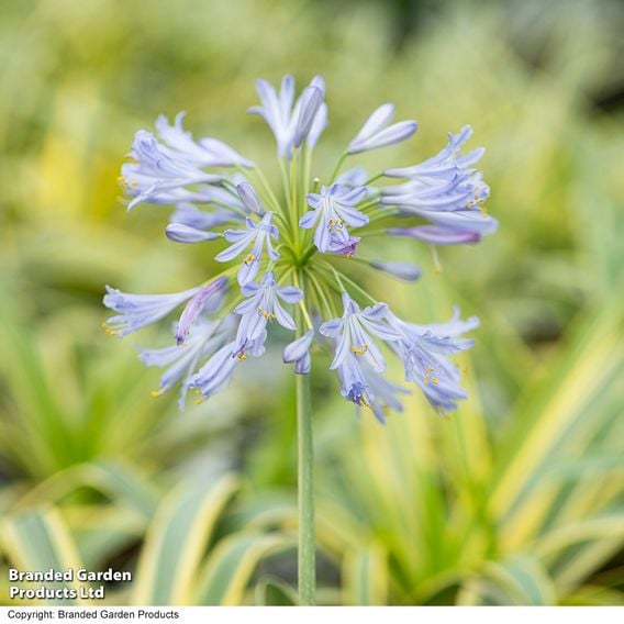 Agapanthus 'Zambezi'