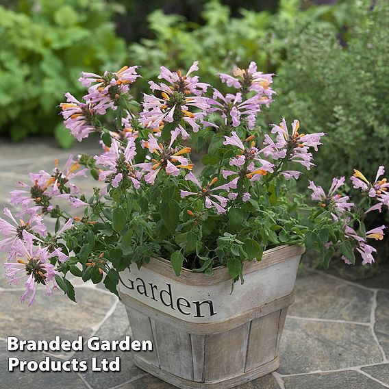 Agastache 'Arizona 'Sunset' - Seeds