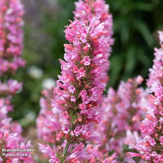 Agastache 'Pink Pearl'