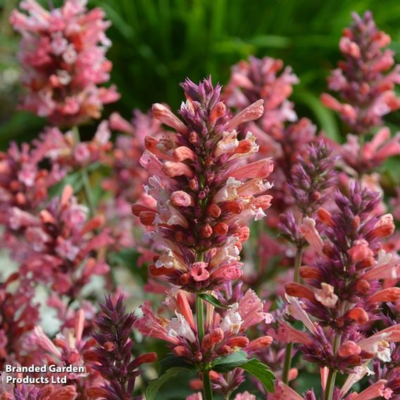 Agastache 'Pink Pearl'