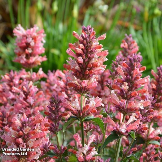 Agastache 'Pink Pearl'
